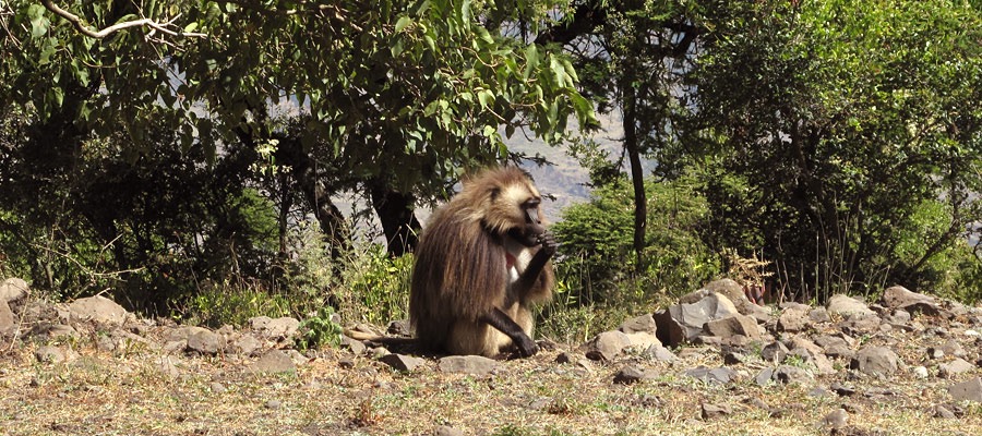 AFRICA ETHIOPIA from web Monkey940x523 - 1