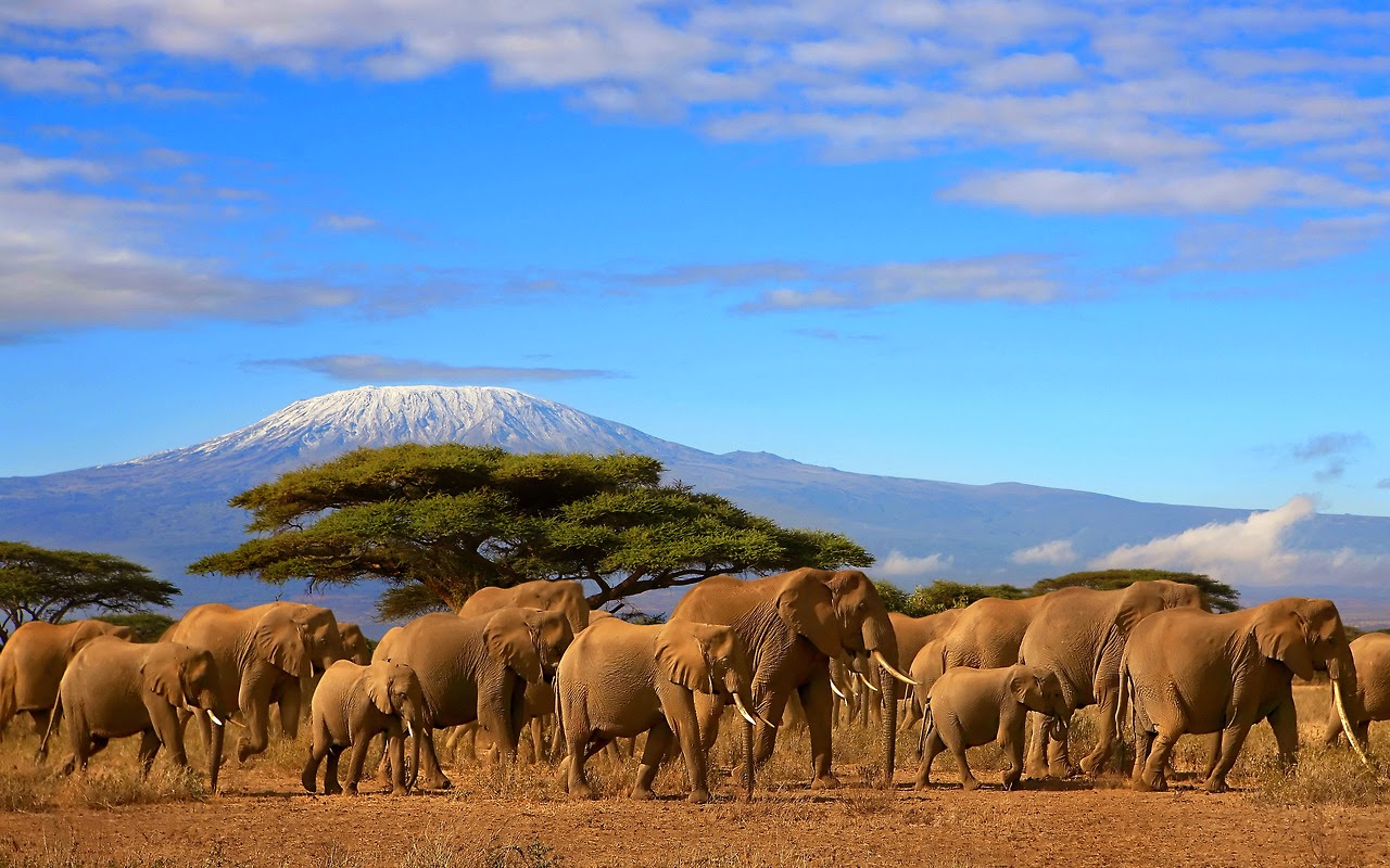 AFRICA Kilimanjaro from web