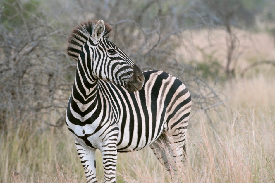 AFRICA SOUTH AFRICA TB ZEBRA 940x523 - 1