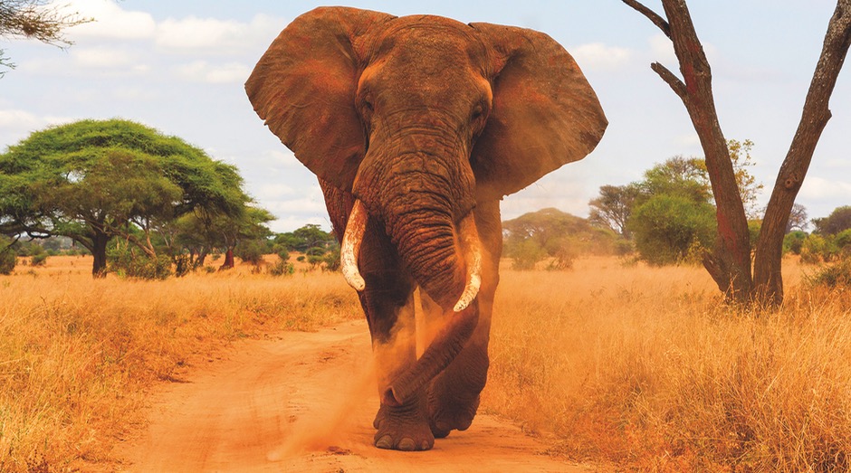 HAYS AFRICAN ELEPHANT 940x523 - 1
