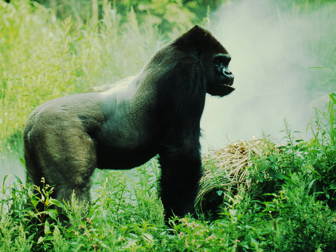 Mountain Gorilla Carousel Image 48384