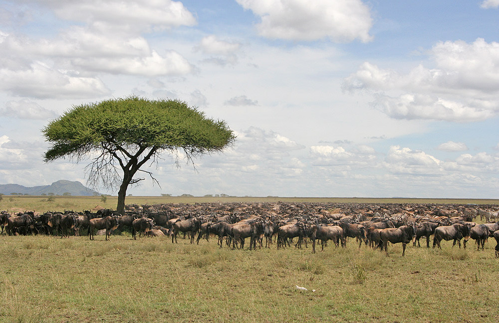 Serengeti Tanzanian TB