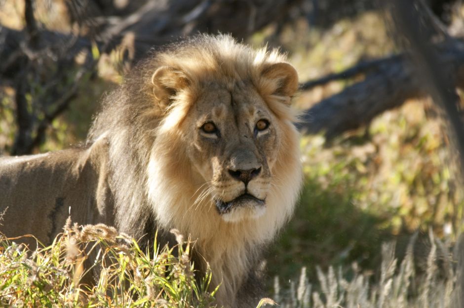 South African Tourism SAT-000-1055G 2LION