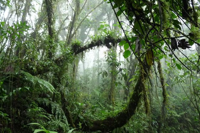 CostaRicaJungle660x439