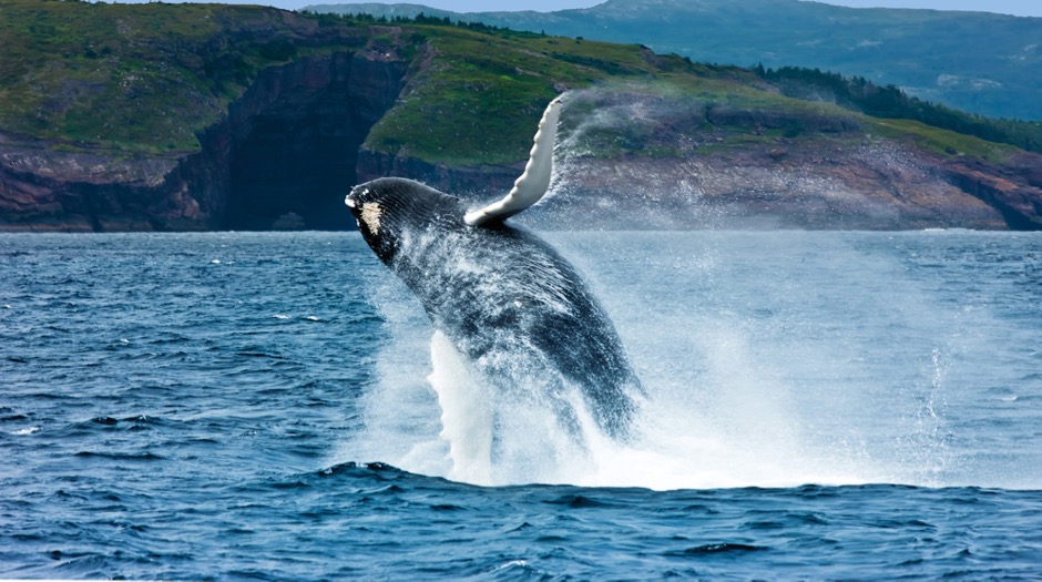 NORTH AMERICA CANADA TB Breaching Whale 940x523 - 1