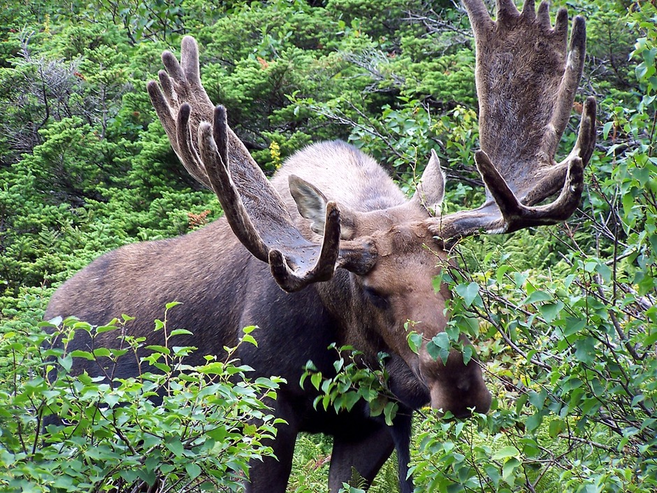 NORTH AMERICA CANADA TB WILDLIFE Moose940x523 - 1