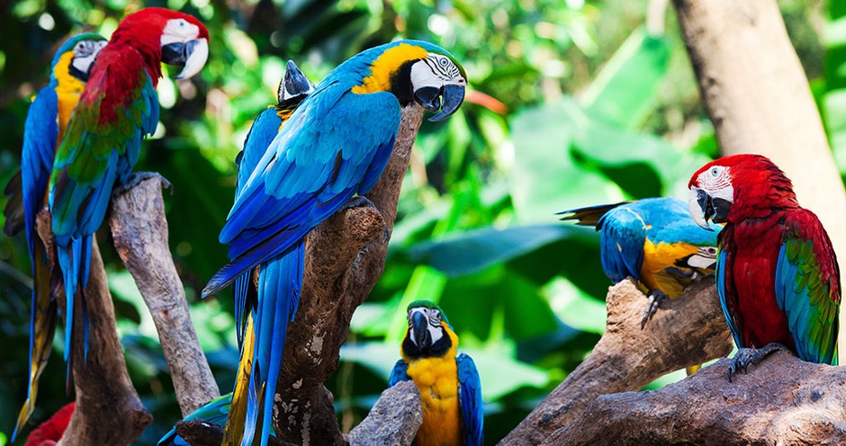 SOUTH AMERICA WILDLIFE Parakeets940x523 - 1