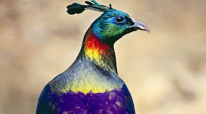 ASIA Incredible INDIA Bird 940x523 - 1