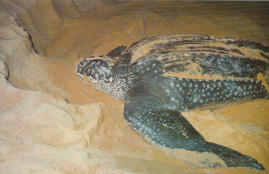 ASIA MALAYSIA WILDLIFE Turtle 940x523 - 1