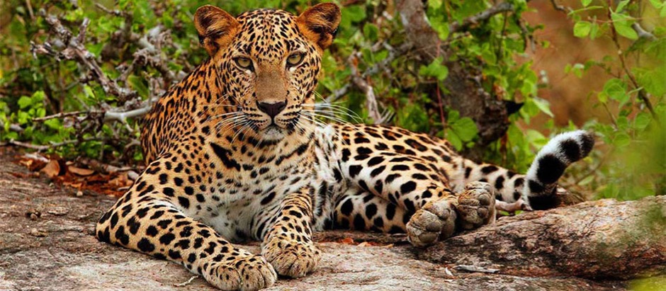 ASIA SRI LANKA Leopard 940x523 - 1
