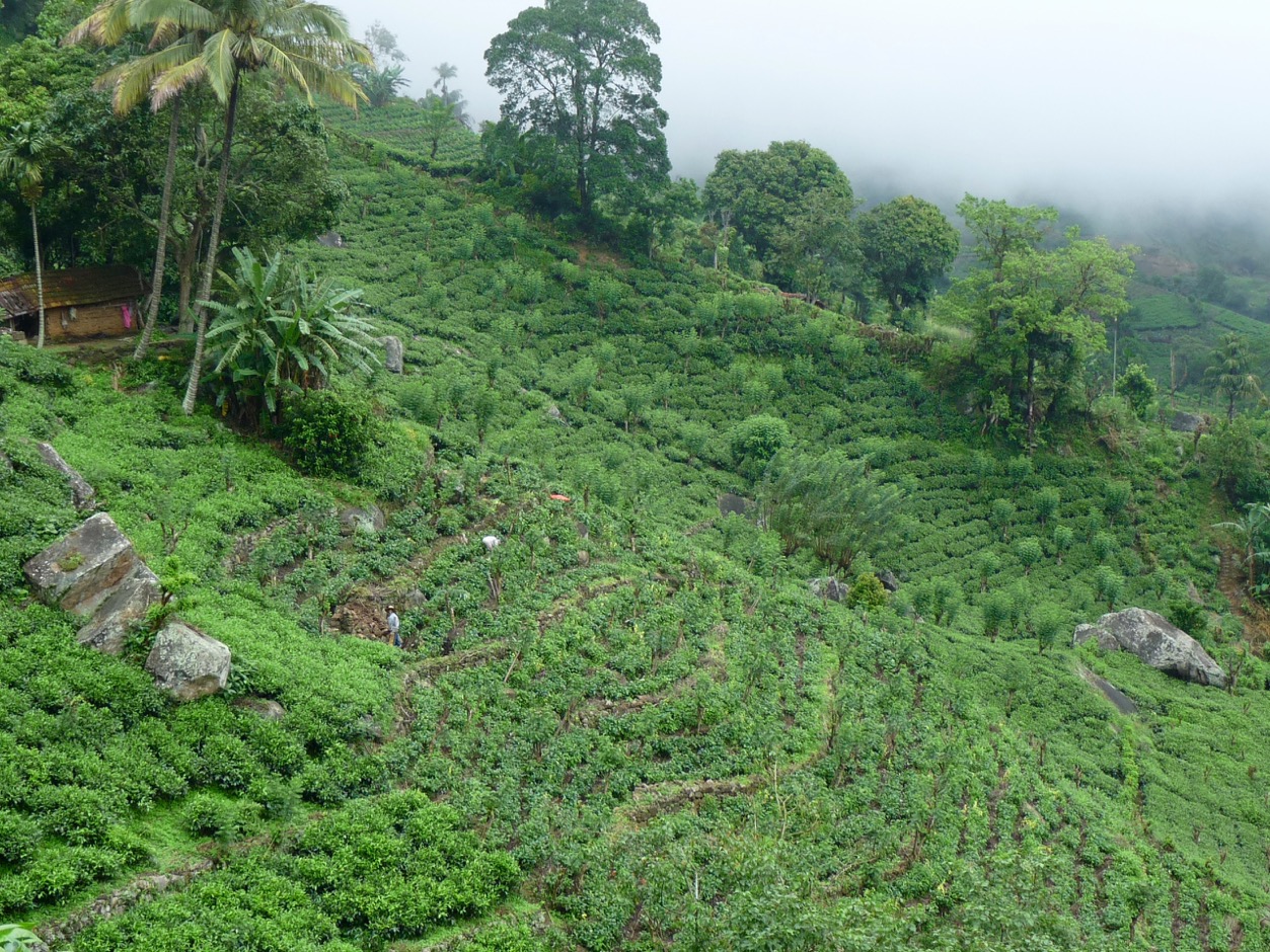 Sri Lanka tea plantations 940 Export - 1