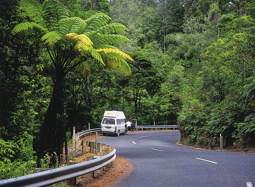 L184 WEB LOW RES Camper Waipoua ForestNZ