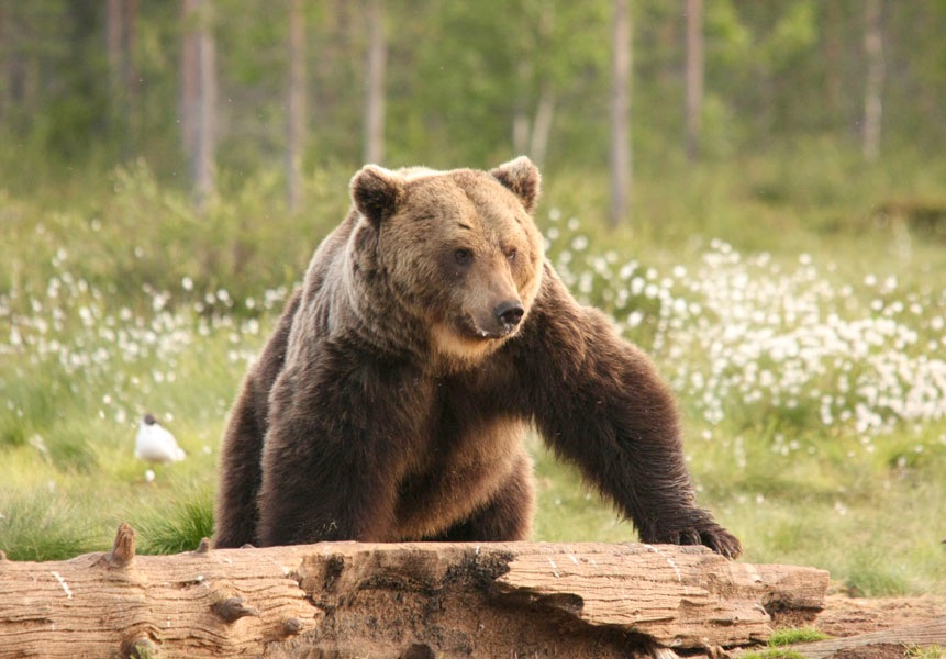 EUROPE WILDLIFE Brown Bear 940x523 - 1