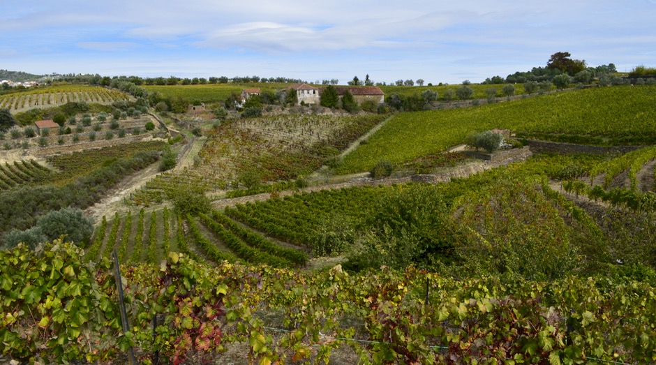 PORTUGAL VINEYARDS SC 940x523 - 1