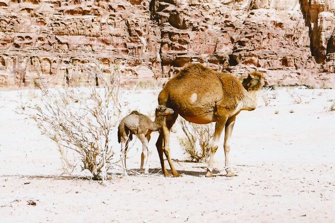 Middle East Jordan Camel Landscape